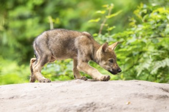 Eurasian wolf (Canis lupus lupus) cub (youngster) walking on a little sand hill in the forest,