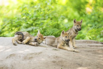Eurasian wolf (Canis lupus lupus) cubs (youngster) on a little sand hill in the forest, Hesse,