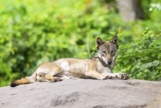 Eurasian wolf (Canis lupus lupus) lying on a little sand hill in the forest, Hesse, Germany