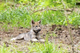 Eurasian wolf (Canis lupus lupus) cub (youngster) lying in the forest, Hesse, Germany