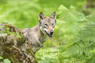 Eurasian wolf (Canis lupus lupus) standing in a forest, Hesse, Germany