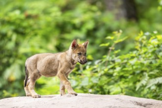 Eurasian wolf (Canis lupus lupus) cub (youngster) walking on a little sand hill in the forest,