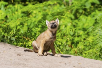 Eurasian wolf (Canis lupus lupus) cub (youngster) sitting on a little sand hill in the forest,