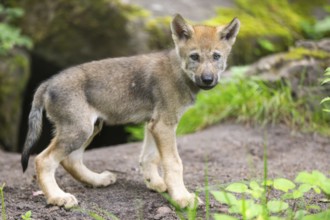 Eurasian wolf (Canis lupus lupus) cub (youngster) standing on a little sand hill in the forest,