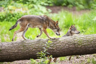 Eurasian wolf (Canis lupus lupus) running on a tree trunk in a forest, Hesse, Germany