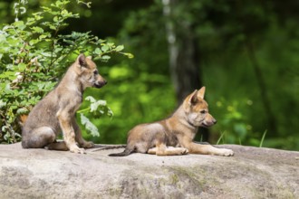 Eurasian wolf (Canis lupus lupus) cubs (youngster) on a little sand hill in the forest, Hesse,