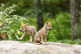 Eurasian wolf (Canis lupus lupus) cubs (youngster) on a little sand hill in the forest, Hesse,