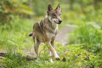 Eurasian wolf (Canis lupus lupus) walking in a forest, Hesse, Germany