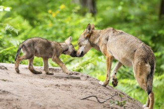 Eurasian wolf (Canis lupus lupus) mother playing with her cub (youngster) on a little sand hill in