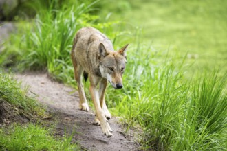Eurasian wolf (Canis lupus lupus) walking in a forest, Hesse, Germany