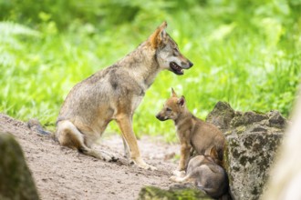 Eurasian wolf (Canis lupus lupus) mother playing with her cub (youngster) on a little sand hill in
