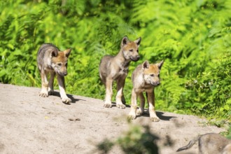 Eurasian wolf (Canis lupus lupus) cubs (youngster) on a little sand hill in the forest, Hesse,