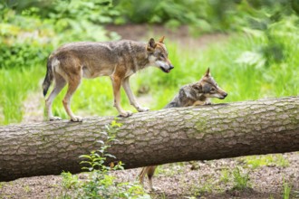Eurasian wolf (Canis lupus lupus) running on a tree trunk in a forest, Hesse, Germany