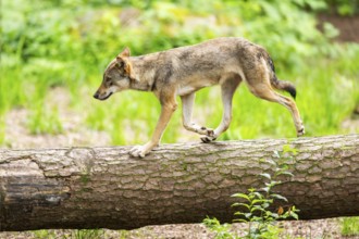 Eurasian wolf (Canis lupus lupus) running on a tree trunk in a forest, Hesse, Germany