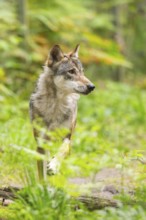 Eurasian wolf (Canis lupus lupus) walking in a forest, Hesse, Germany