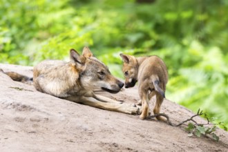 Eurasian wolf (Canis lupus lupus) mother playing with her cub (youngster) on a little sand hill in