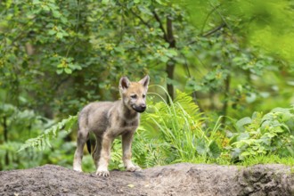 Eurasian wolf (Canis lupus lupus) cub (youngster) standing on a little sand hill in the forest,