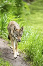 Eurasian wolf (Canis lupus lupus) walking in a forest, Hesse, Germany