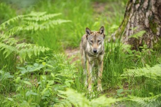 Eurasian wolf (Canis lupus lupus) standing in a forest, Hesse, Germany