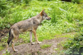 Eurasian wolf (Canis lupus lupus) standing in a forest, Hesse, Germany