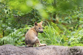 Eurasian wolf (Canis lupus lupus) cub (youngster) sitting on a little sand hill in the forest,