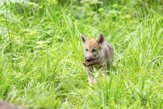 Eurasian wolf (Canis lupus lupus) cub (youngster) walking in the forest, Hesse, Germany