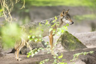 Eurasian wolf (Canis lupus lupus) standing on a little sand hill in the forest, Hesse, Germany