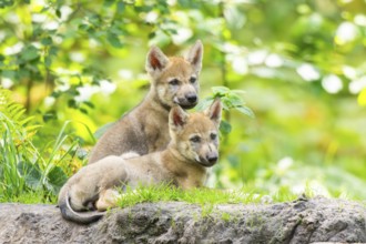Eurasian wolf (Canis lupus lupus) cubs (youngster) on a little sand hill in the forest, Hesse,