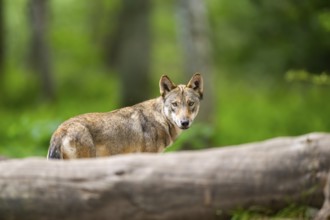 Eurasian wolf (Canis lupus lupus) in the forest, Hesse, Germany