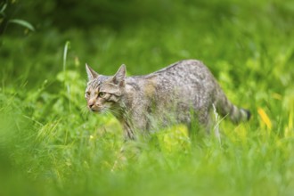 European wildcat (Felis silvestris) walking through the grass, Hesse, Germany