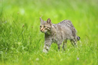 European wildcat (Felis silvestris) walking through the grass, Hesse, Germany