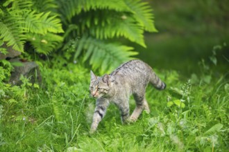 European wildcat (Felis silvestris) walking through the grass, Hesse, Germany