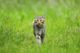 European wildcat (Felis silvestris) walking through the grass, Hesse, Germany