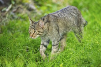 European wildcat (Felis silvestris) walking through the grass, Hesse, Germany