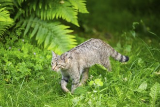 European wildcat (Felis silvestris) walking through the grass, Hesse, Germany