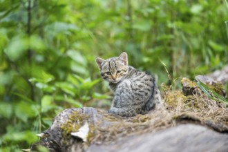 European wildcat (Felis silvestris) youngster lying on a tree trunk, Hesse, Germany