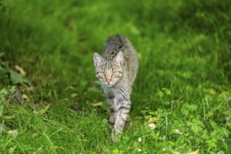 European wildcat (Felis silvestris) walking through the grass, Hesse, Germany
