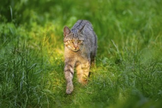 European wildcat (Felis silvestris) walking through the grass, Hesse, Germany