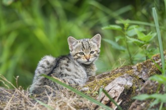 European wildcat (Felis silvestris) youngster lying on a tree trunk, Hesse, Germany