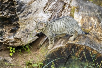 European wildcat (Felis silvestris) youngster standing on a tree trunk, Hesse, Germany