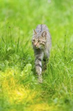 European wildcat (Felis silvestris) walking through the grass, Hesse, Germany