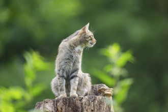 European wildcat (Felis silvestris) sitting on a tree trunk, Hesse, Germany