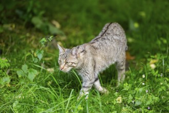 European wildcat (Felis silvestris) walking through the grass, Hesse, Germany