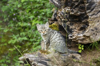 European wildcat (Felis silvestris) youngster sitting on a tree trunk, Hesse, Germany