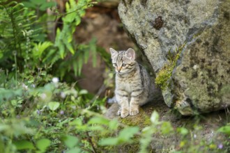 European wildcat (Felis silvestris) youngster sitting on a rock, Hesse, Germany