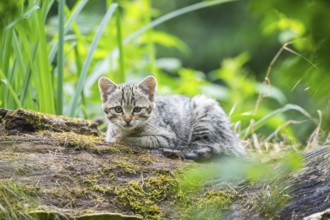 European wildcat (Felis silvestris) youngster lying on a tree trunk, Hesse, Germany
