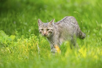 European wildcat (Felis silvestris) walking through the grass, Hesse, Germany