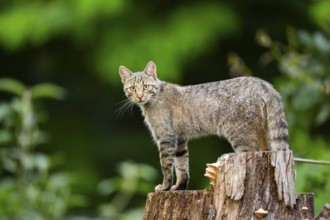 European wildcat (Felis silvestris) standing on a tree trunk, Hesse, Germany
