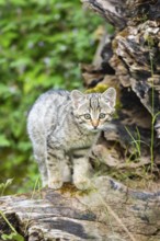 European wildcat (Felis silvestris) youngster standing on a tree trunk, Hesse, Germany