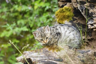 European wildcat (Felis silvestris) youngster lying on a tree trunk, Hesse, Germany